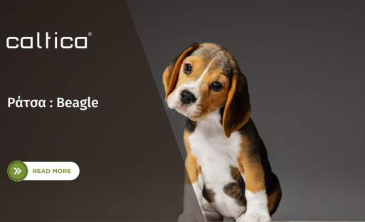 beagle.dog